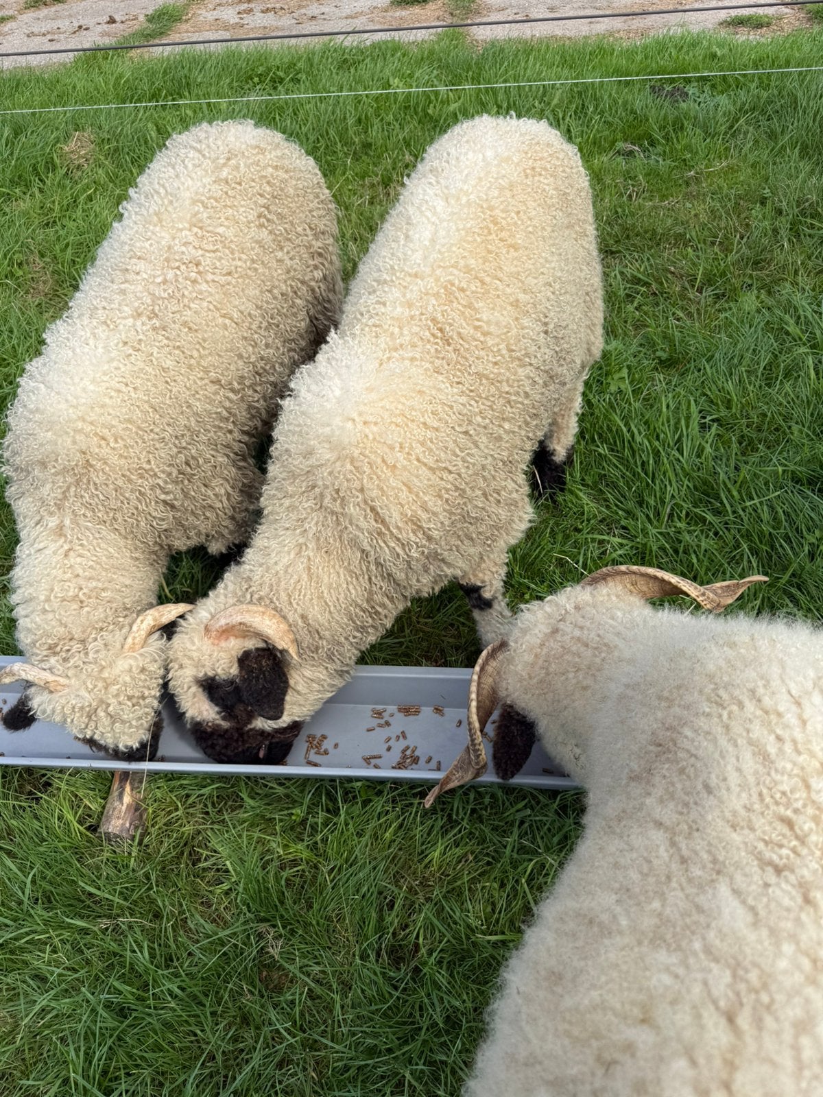 Wallisher schwarznase, Vrouwelijk, Schaap, 0 tot 2 jaar