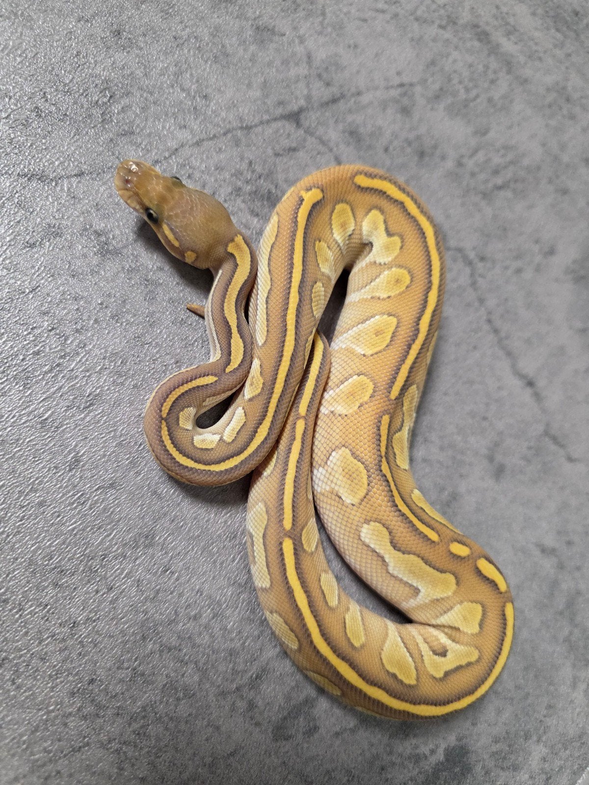 Baby ballpythons/python regius 2026 Ball Python photo 4