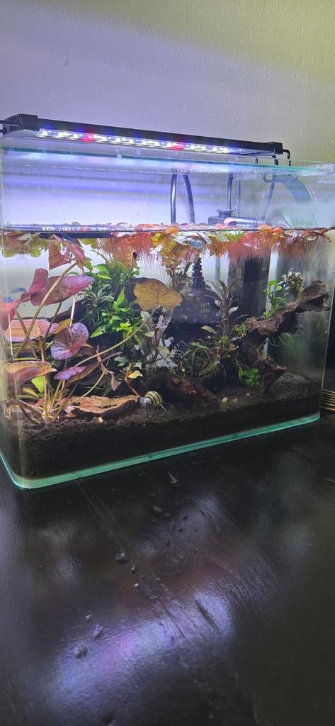 Klein garnalen aquarium compleet, Ophalen of Verzenden, Inclusief vissen, Zo goed als nieuw, Gevuld zoetwateraquarium