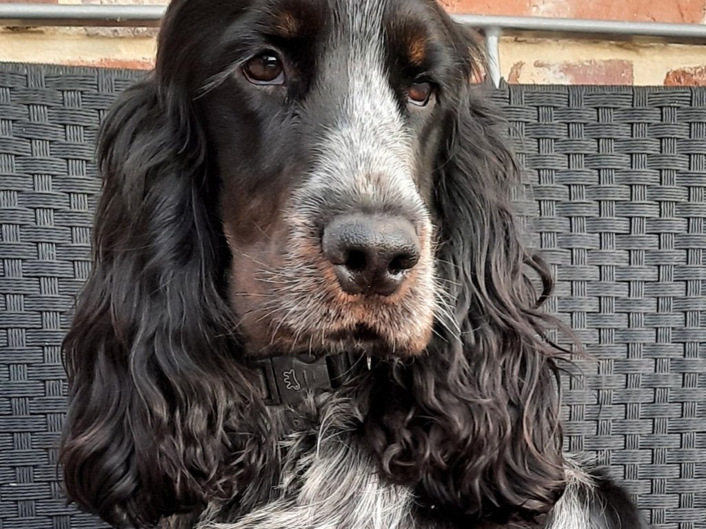 Dekreu Engelse cocker spaniel, België, Particulier, Reu, Parvo