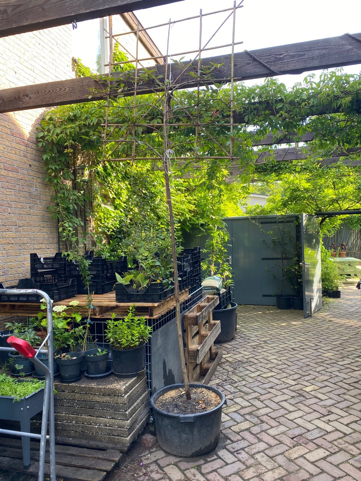 Leiboom Photinia - Glansmispel, Leiboom, Lente, 250 tot 400 cm, Ophalen