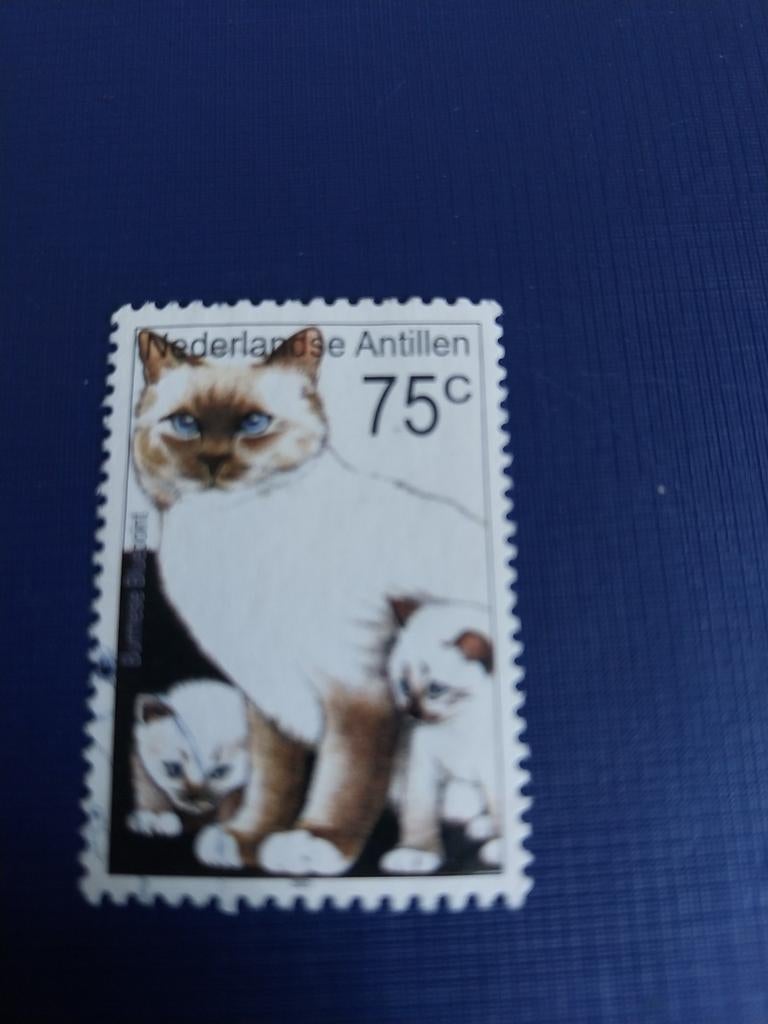 Antillen cats, Ophalen of Verzenden