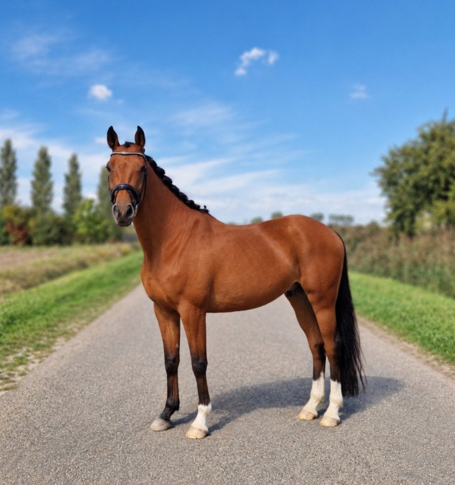Zangersheide allround ontzettend brave E pony ruin, Dieren en Toebehoren, Springpaard, Minder dan 160 cm, Ruin, 7 tot 10 jaar