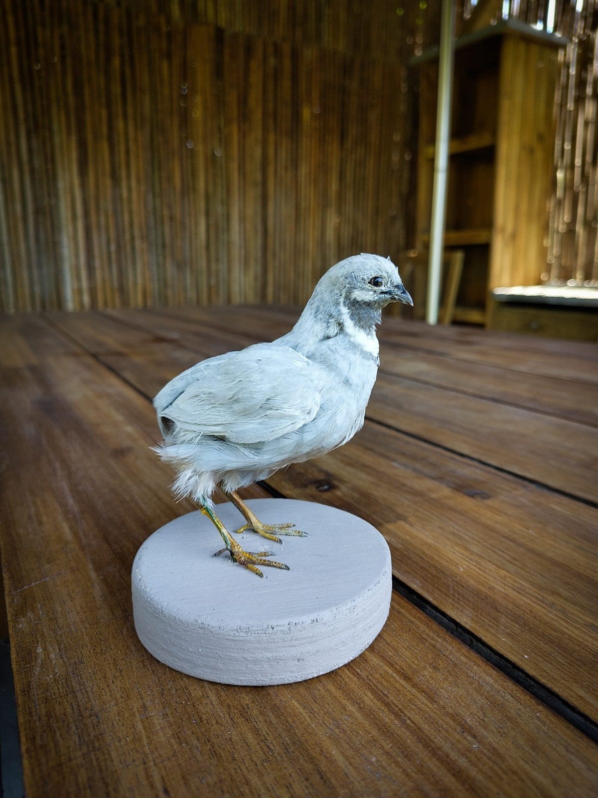 Chinese kwartel opgezet, Ophalen of Verzenden, Nieuw, Vogel, Opgezet dier