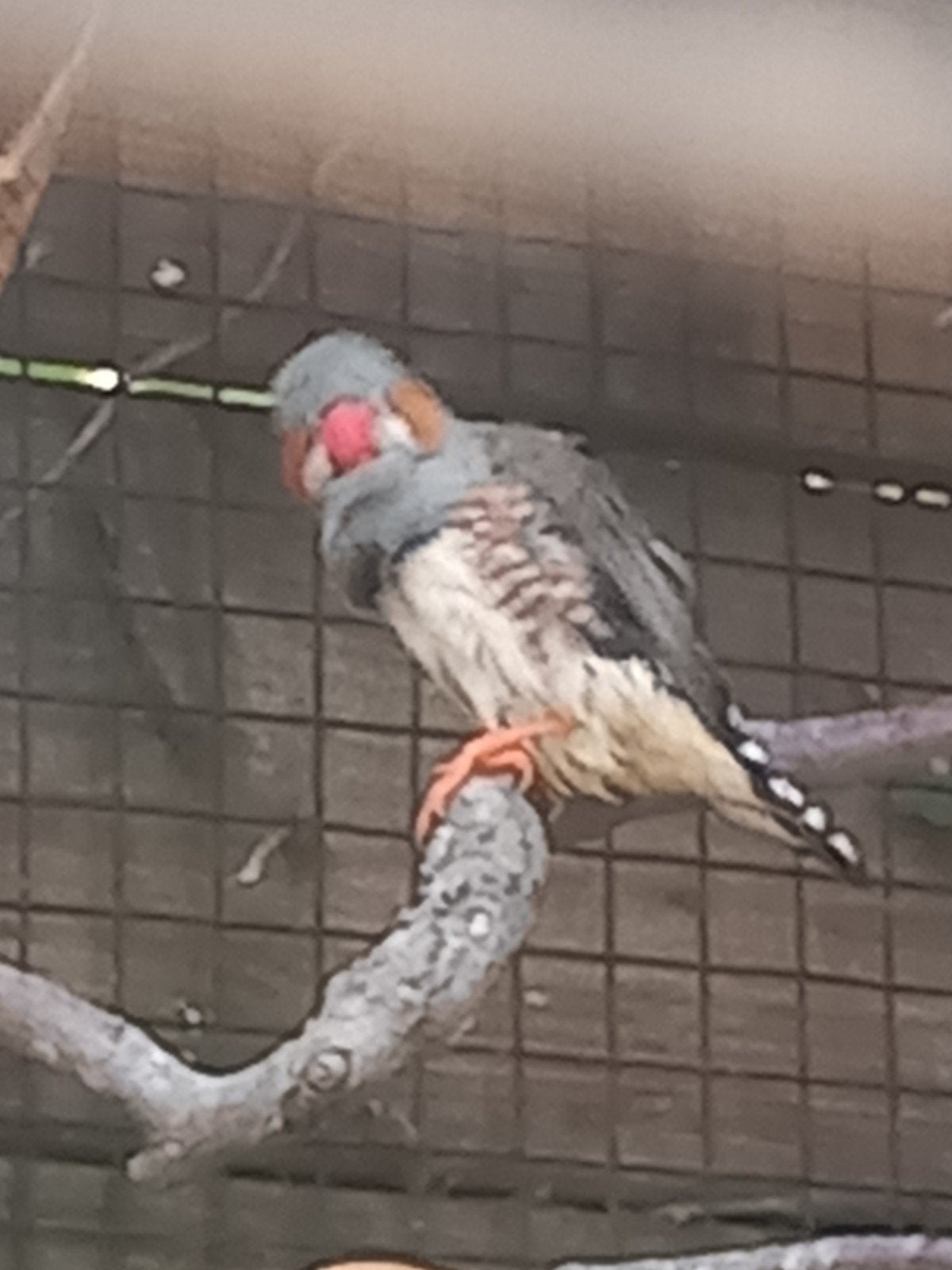 zebravink vink zebra MANNEN