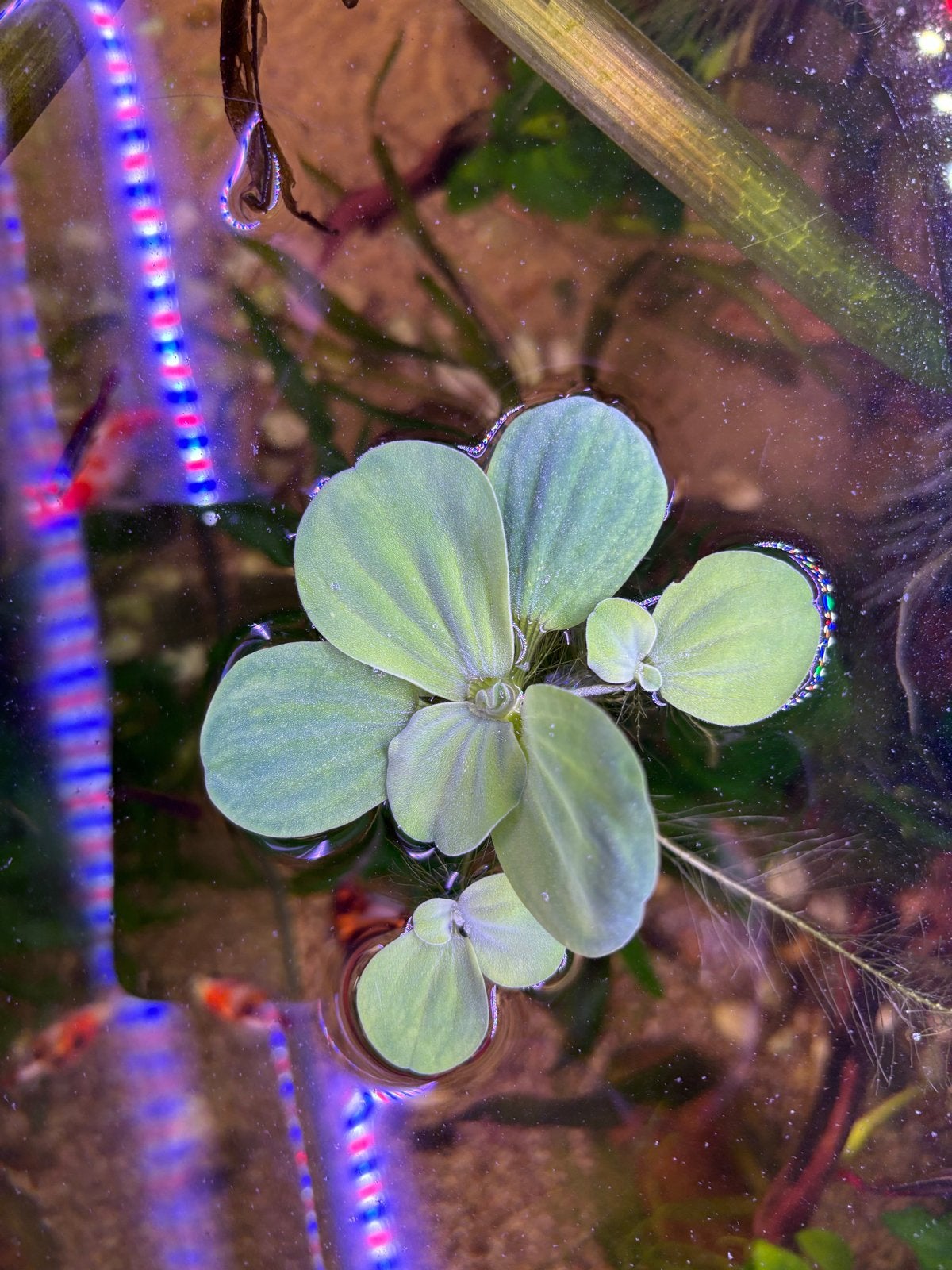 Pistia  stratiotes zie tekst!, Ophalen of Verzenden