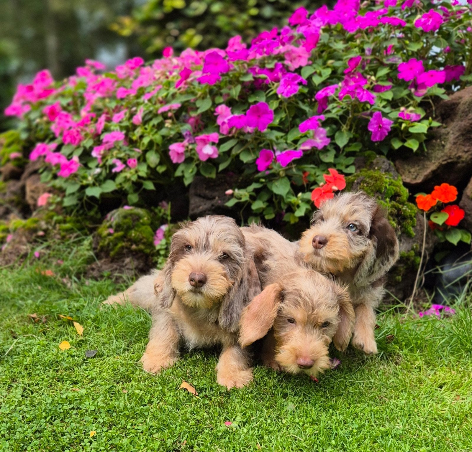 Teckel langhaar x Ruwhaar dwergteckel pups, Nederland, CDV (hondenziekte), 8 tot 15 weken, Dwerg
