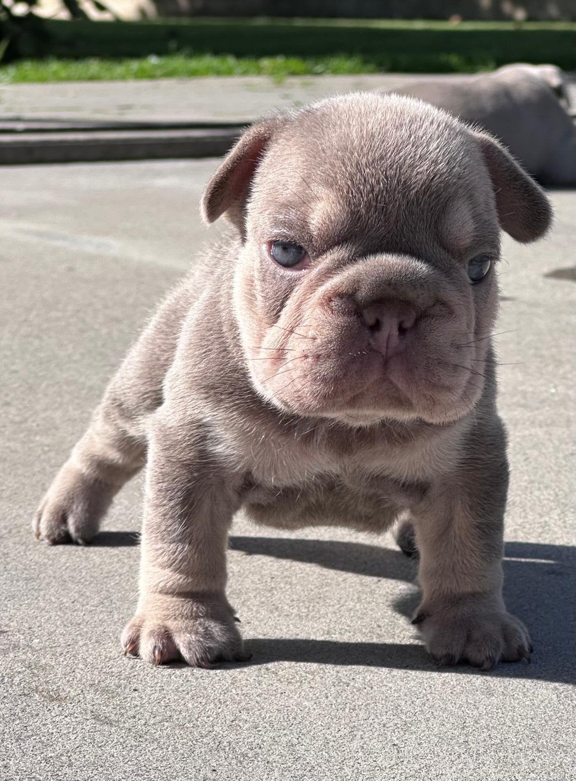 Franse Bulldog pups, België, Particulier, 8 tot 15 weken, Bulldog