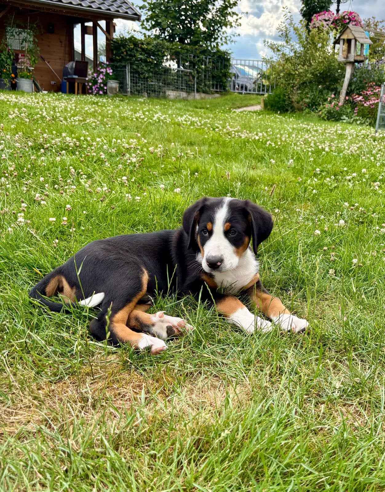 grote Zwitserse sennen pups, Parvo, Reu, Meerdere, Nederland