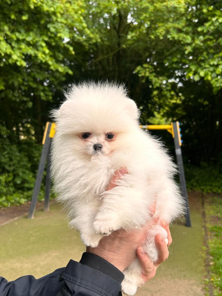 Pomeranian, Dieren en Toebehoren, Honden | Chihuahua's en Gezelschapshonden, België, Particulier, Overige rassen, 8 tot 15 weken