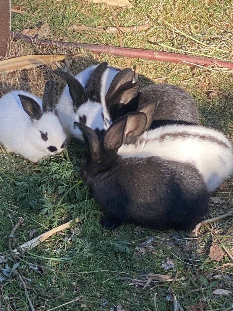 Lotharinger konijnen jongen, Meerdere dieren, Groot, 0 tot 2 jaar