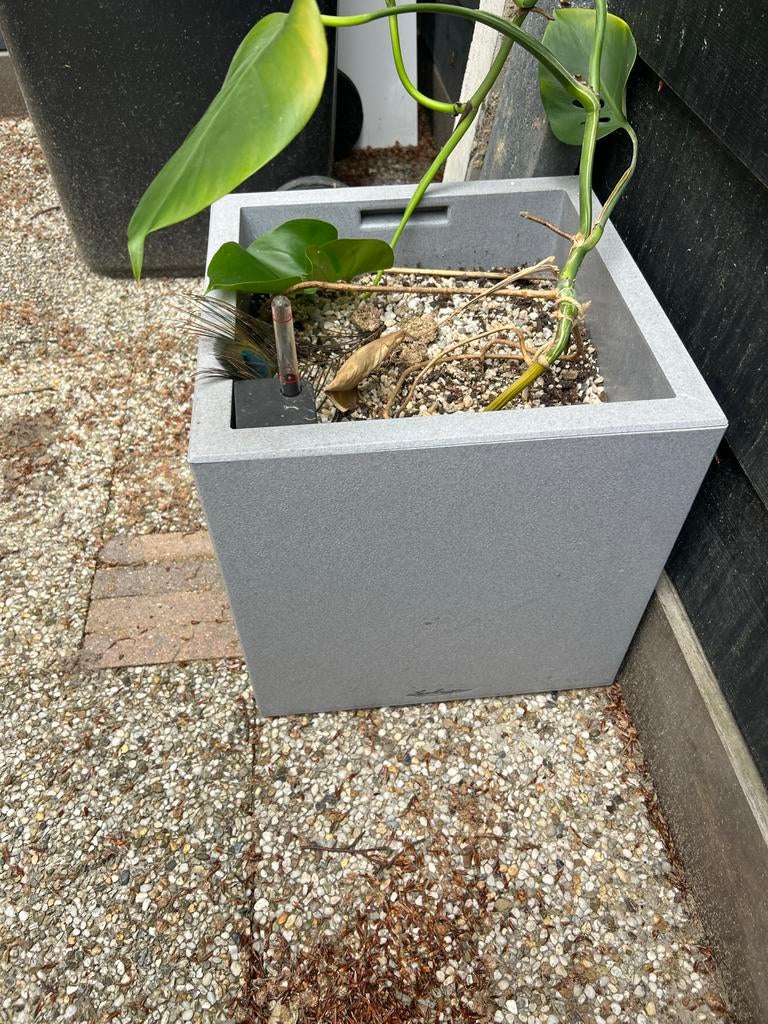 Grote LECHUZA plantenbak met watergeefsysteem, Ophalen, Kunststof, Gebruikt, Minder dan 60 cm