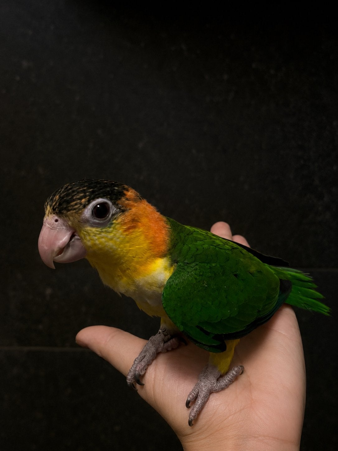 Prachtigw vrolijke tamme Roestkop Caique!, Dieren en Toebehoren, Vrouwelijk, Papegaai, Geringd