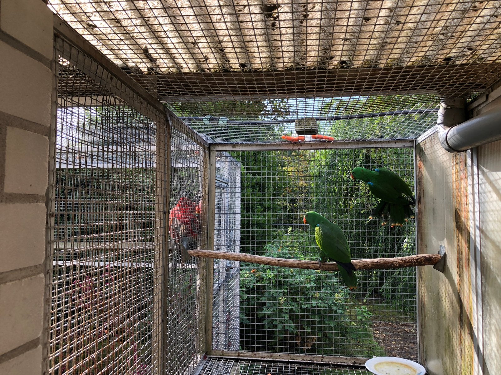 Te koop Nieuw-Guinea Edelpapegaai mannen, Dieren en Toebehoren, Mannelijk, Papegaai