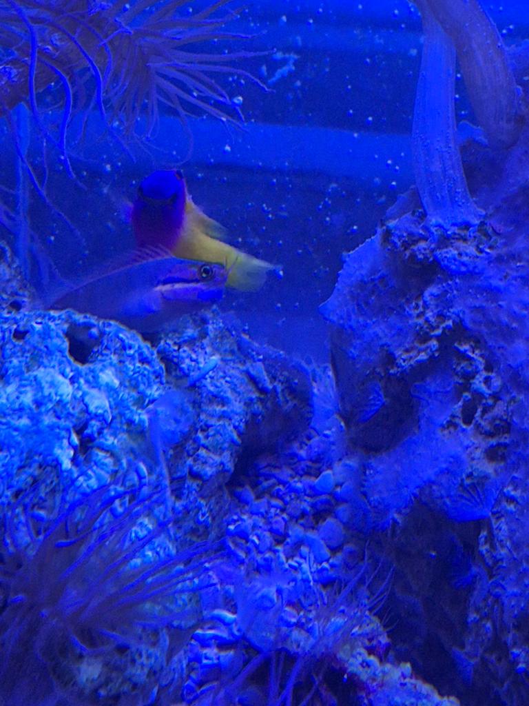 Zeewater vissen, Vis, Zoutwatervis