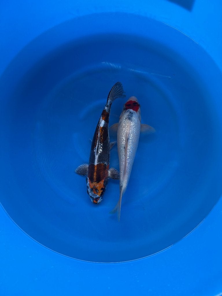 Beni Kikokuryu en Ginrin Tancho Showa, Dieren en Toebehoren, Karper of Koi