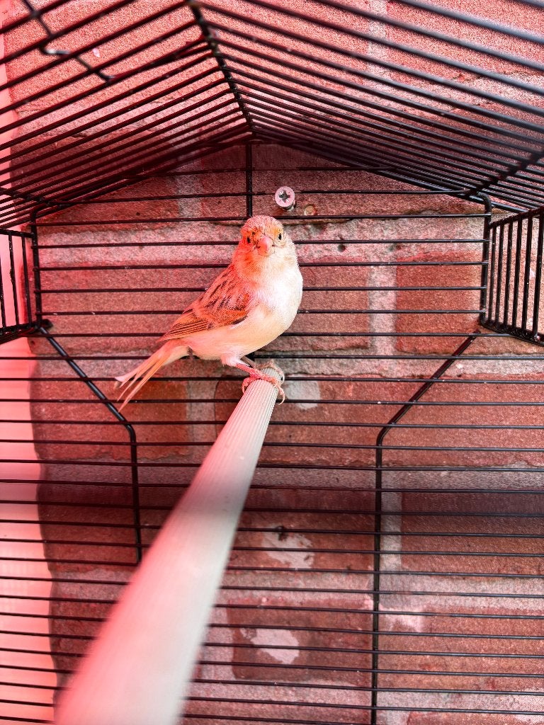 Harlekijn Kanarie pop, Meerdere dieren, Kleurkanarie