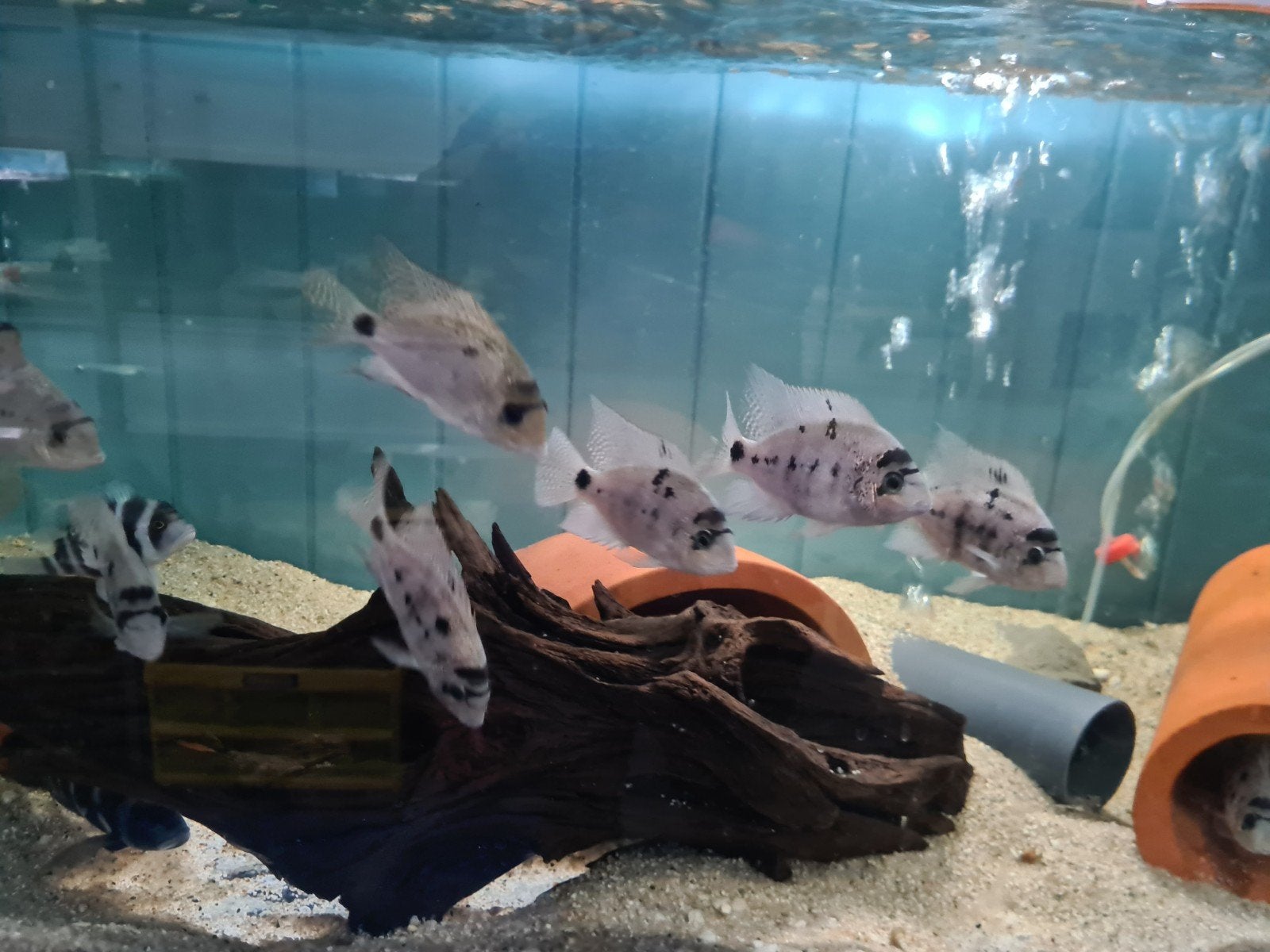 Vieja Argentea Cichliden, Dieren en Toebehoren, Vis, Zoetwatervis