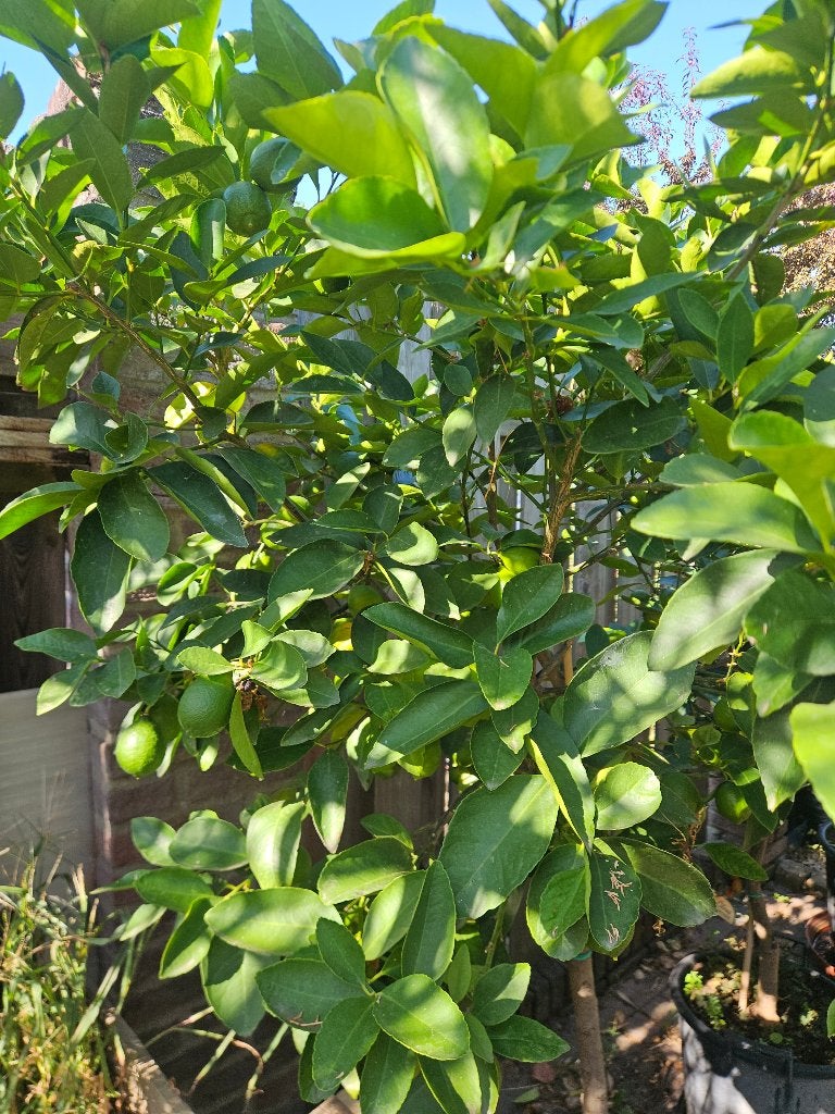 TE KOOP: VERSCHILLENDE SOORTEN CITRUSBOMEN  , In pot, Halfschaduw, 100 tot 250 cm, Zomer