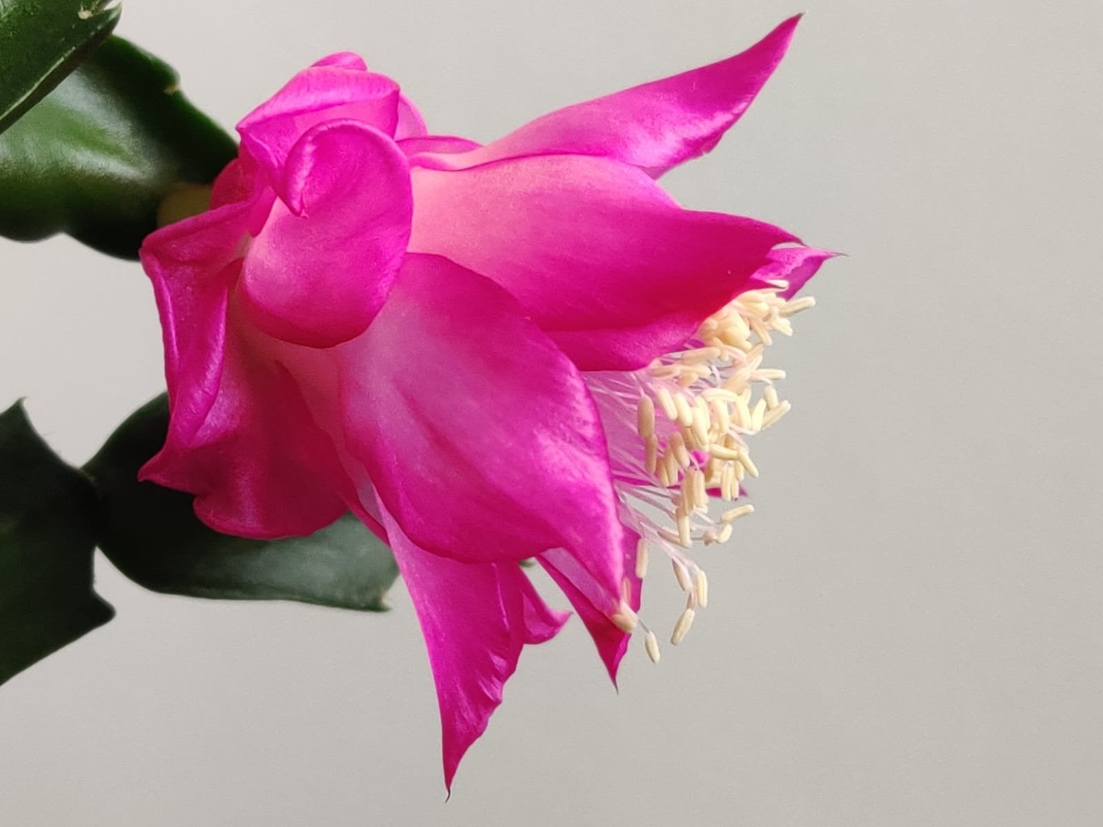 Schlumbergera 'Cherry Rose' stek ongeworteld, Verzenden, Halfschaduw, Minder dan 100 cm