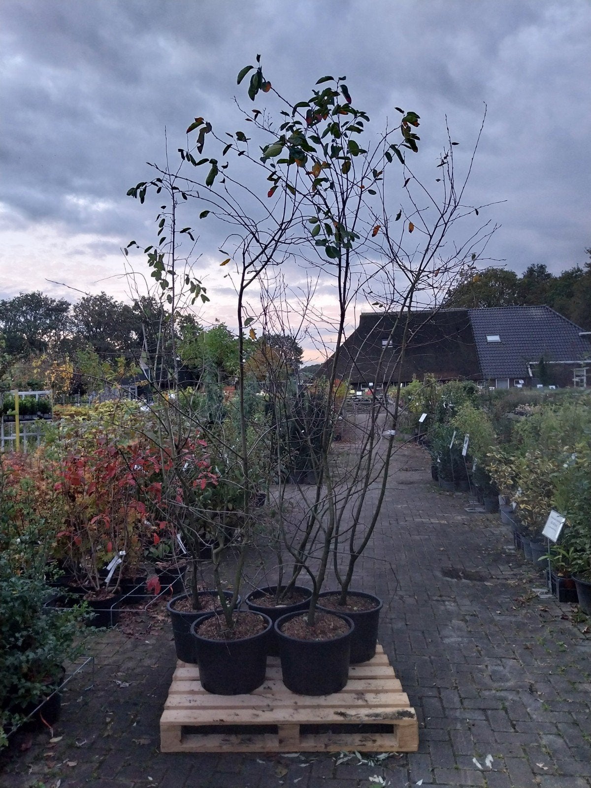 Grote Krentenstruiken Amelanchier Lamarckii 200-225 cm, Tuin en Terras, Overige soorten, Lente, 100 tot 250 cm, Ophalen