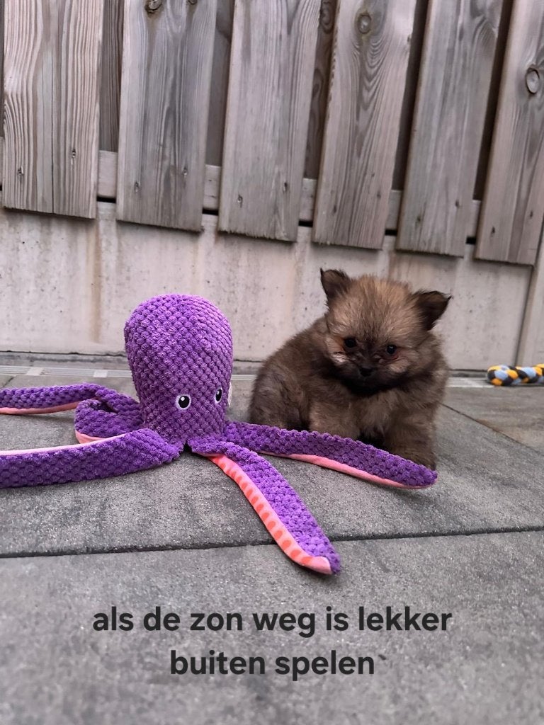 Pomchi mogen het nest verlaten, Dieren en Toebehoren, Parvo, 8 tot 15 weken, Meerdere, Nederland