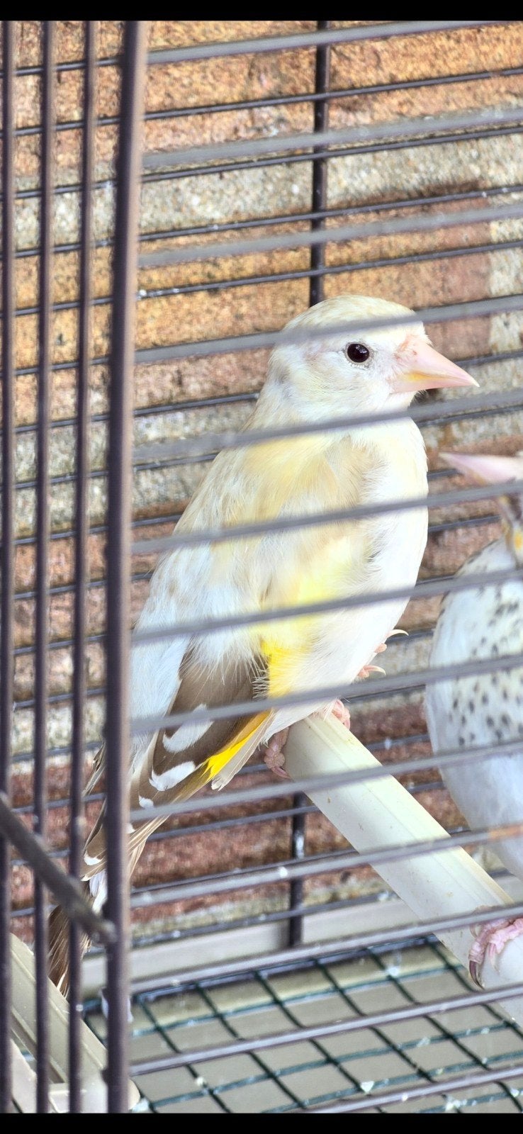Majoor Putters, Meerdere dieren, Wildzangvogel, Geringd