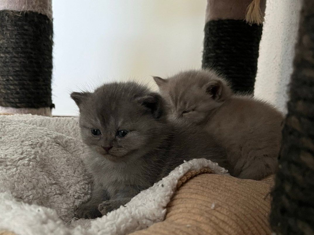 Nog 2 BKH kittens beschikbaar, Dieren en Toebehoren, Katten en Kittens | Raskatten | Korthaar, Meerdere dieren, 0 tot 2 jaar, Ontwormd