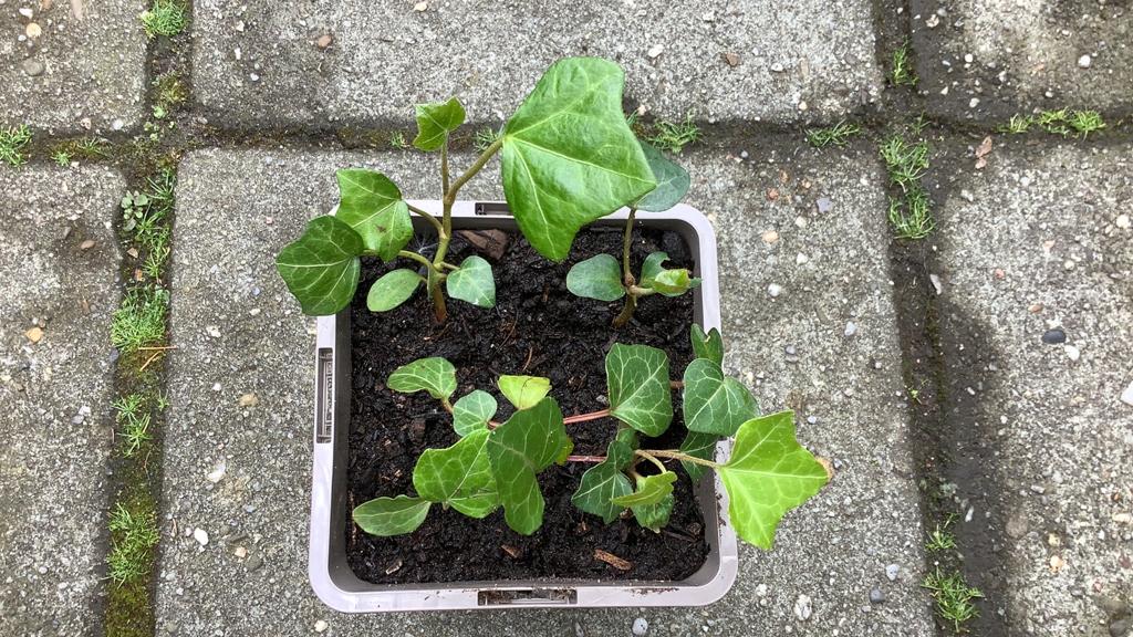 Gratis ophalen Klimop 6 kleine plantjes genoeg voor 1 meter, Ophalen