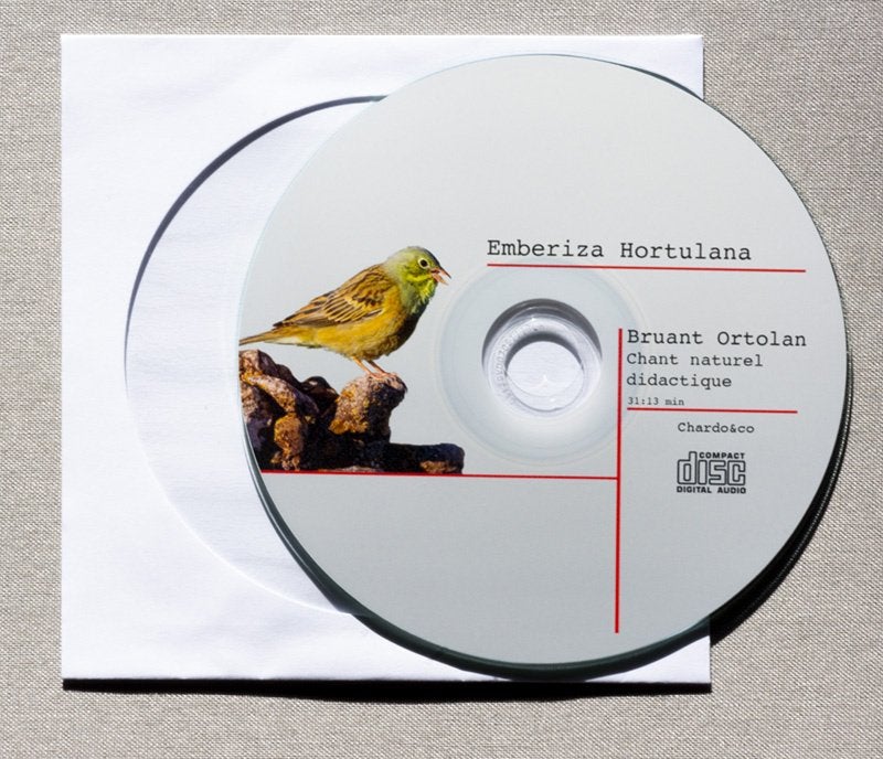 Ortolan, Meerdere dieren, Wildzangvogel, Tam