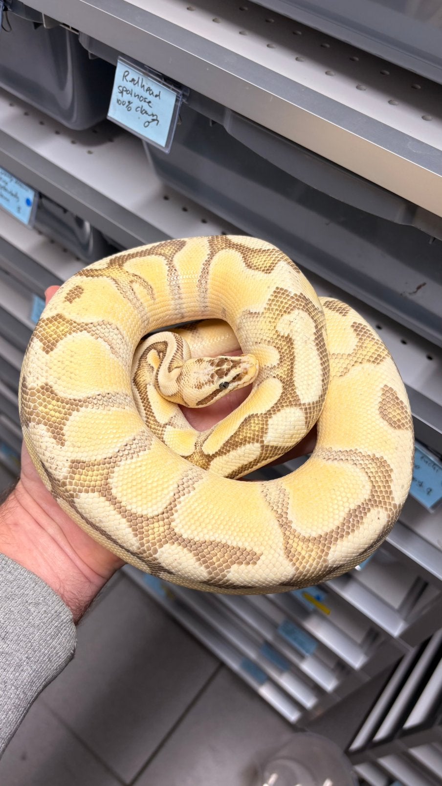 Ball python super pastel enchi fire yb 100% het desert ghost Ball Python - unknown for sale from KAS