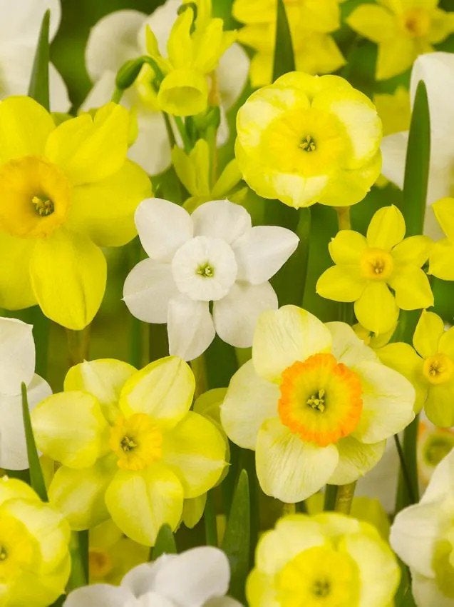 Botanische narcissen bollen gemengd, Ophalen of Verzenden, Volle zon