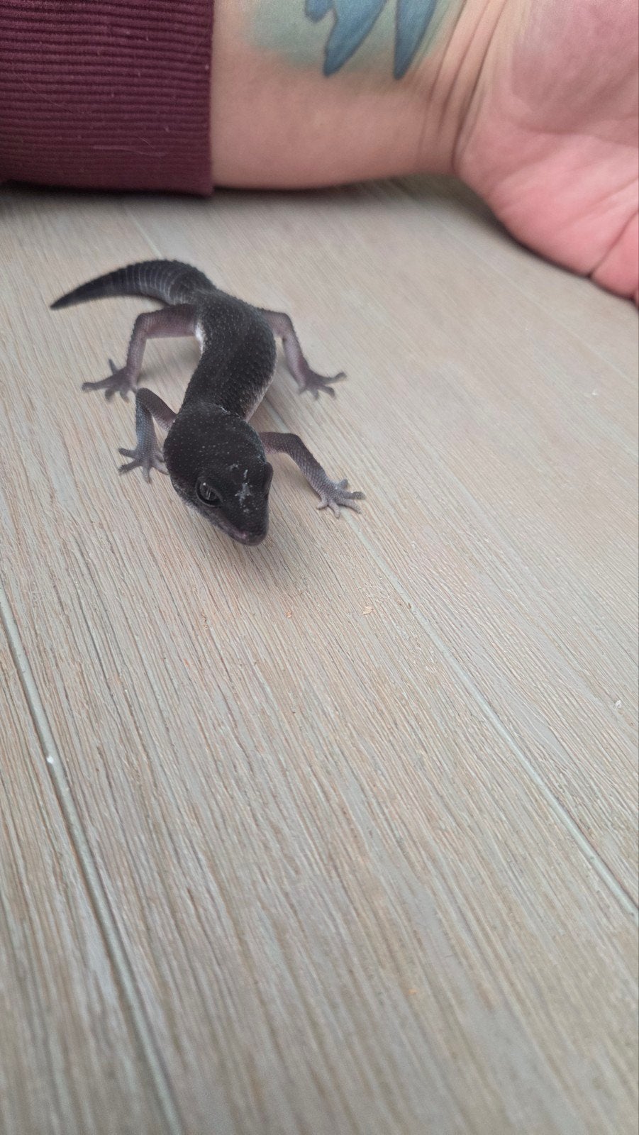 black night luipaard gekko man patroonloos Leopard Gecko photo 7