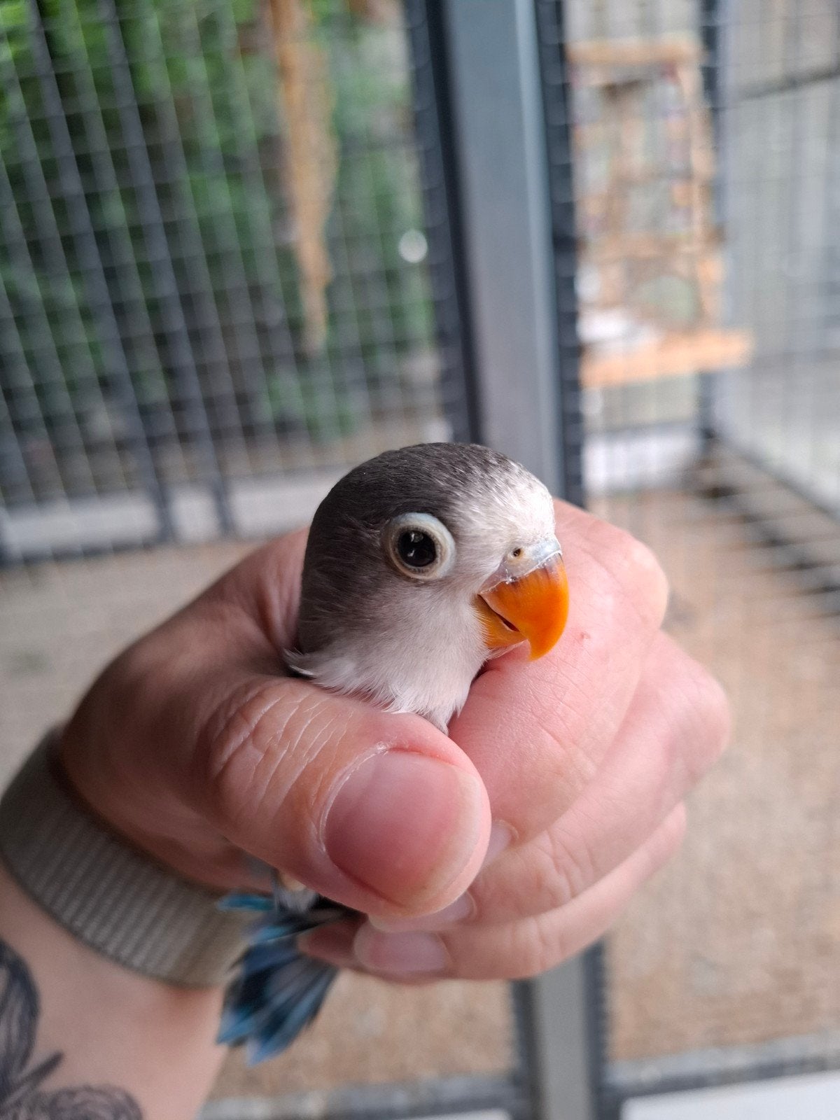 Agapornis Fisheri, Geslacht onbekend, Geringd