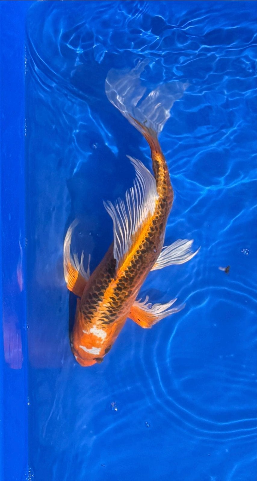 Kujaku butterfly koi 39cm, Dieren en Toebehoren, Vissen | Vijvervissen, Karper of Koi