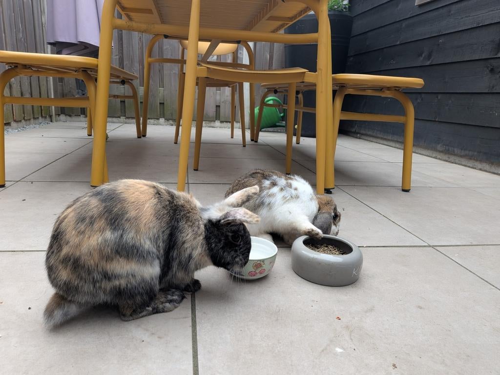 2 jonge konijnen (hangoor dwerg en hollander) met kooi, Meerdere dieren, Dwerg, Hangoor, 0 tot 2 jaar