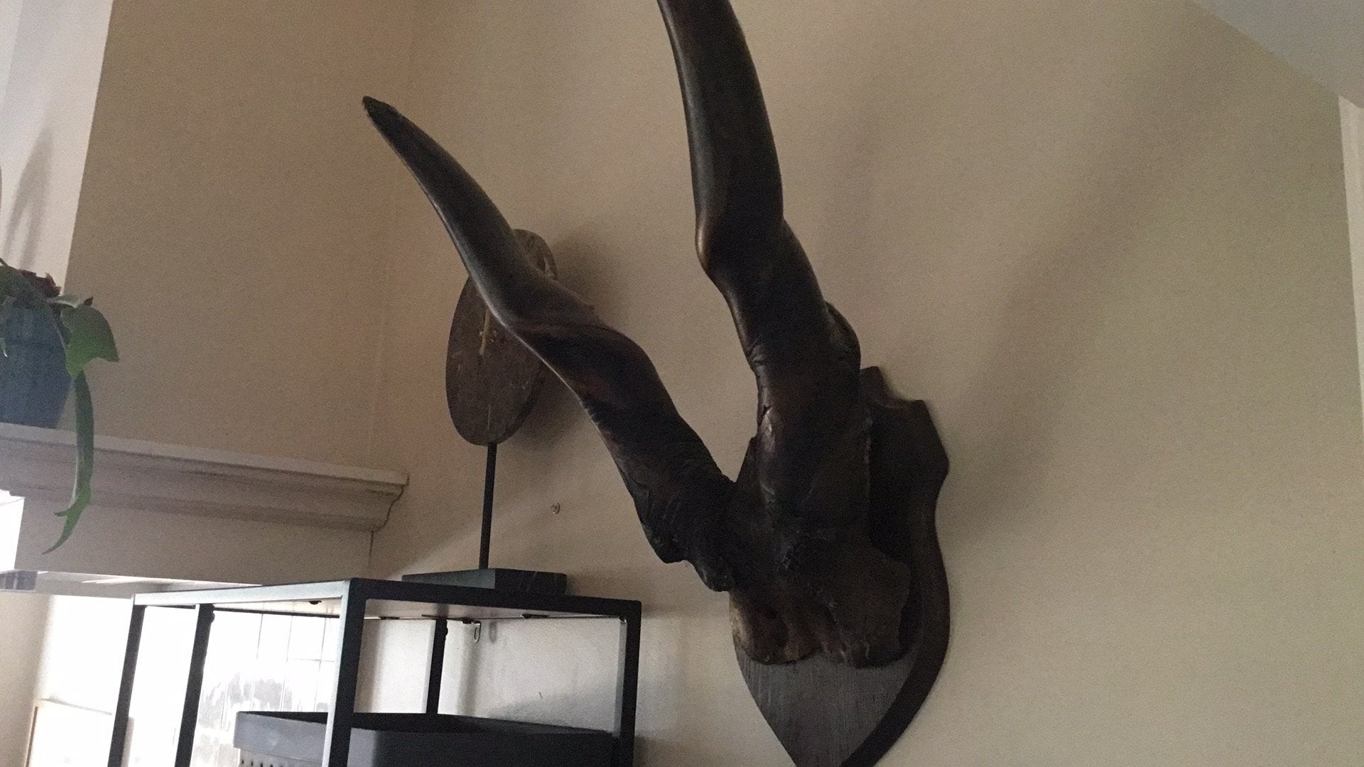 Hoorns gewei Afrika, Verzamelen, Ophalen, Hert, Schedel