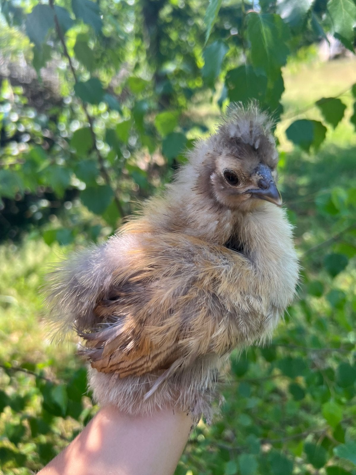 Koppeltje Krielzijdehoenders, Dieren en Toebehoren, Pluimvee, Meerdere dieren, Kip