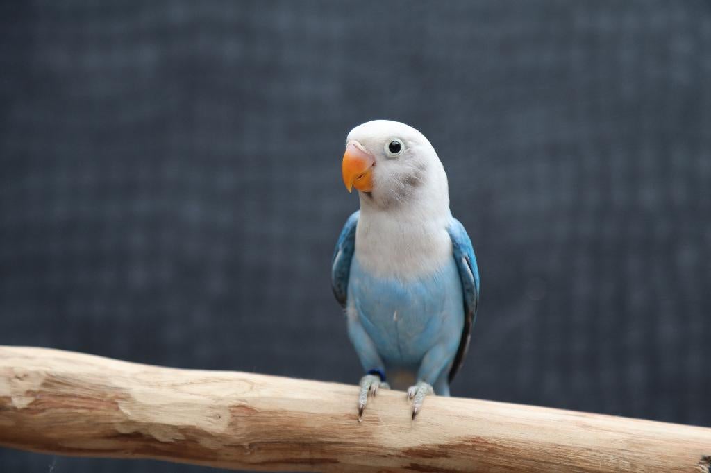 VERWACHT | Jonge Baby Agapornis | Fischeri | Div. Kleuren, Meerdere dieren, Dwergpapegaai of Agapornis, Pratend