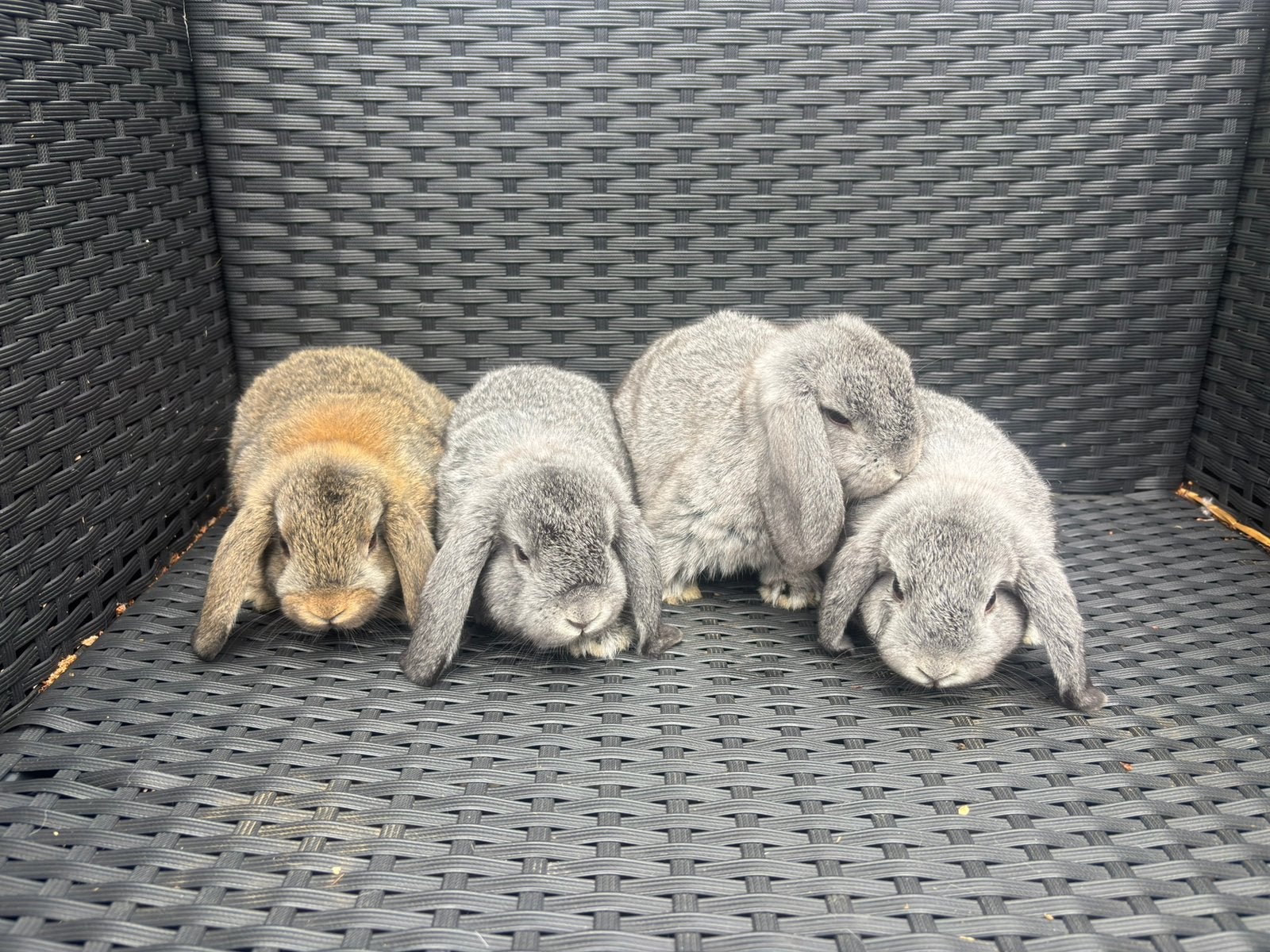 Nederlandse hangoor dwerg, Dieren en Toebehoren, Vrouwelijk, Dwerg, Hangoor, 0 tot 2 jaar