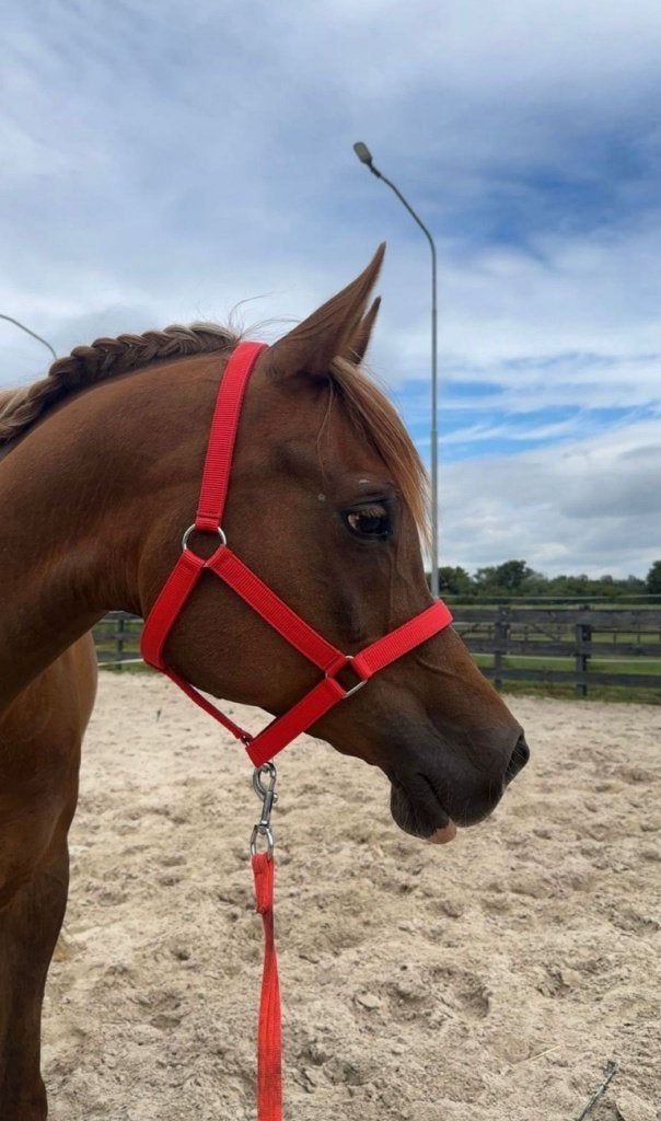 Arabier merrie, Dieren en Toebehoren, Paarden, Merrie, Minder dan 160 cm, Met stamboom, Niet van toepassing