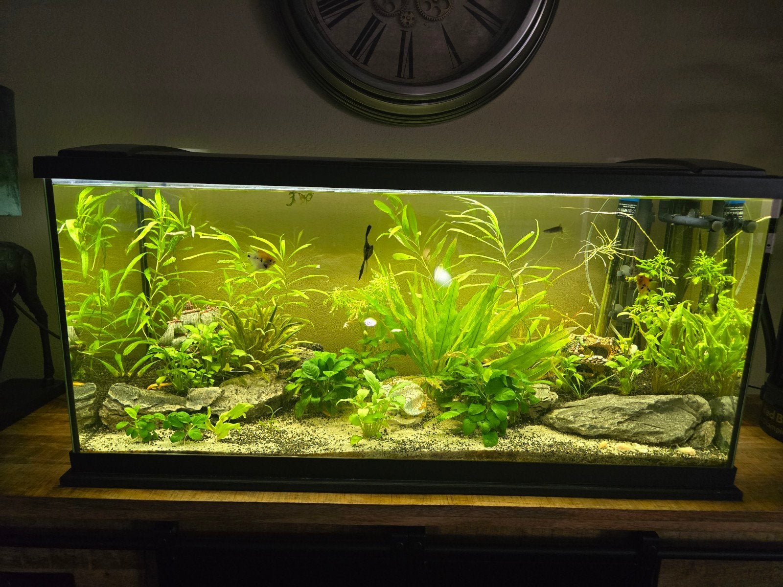 Eheim aquarium, Dieren en Toebehoren, Vissen | Aquaria en Toebehoren, Ophalen, Eheim, Inclusief toebehoren, Gevuld zoetwateraquarium