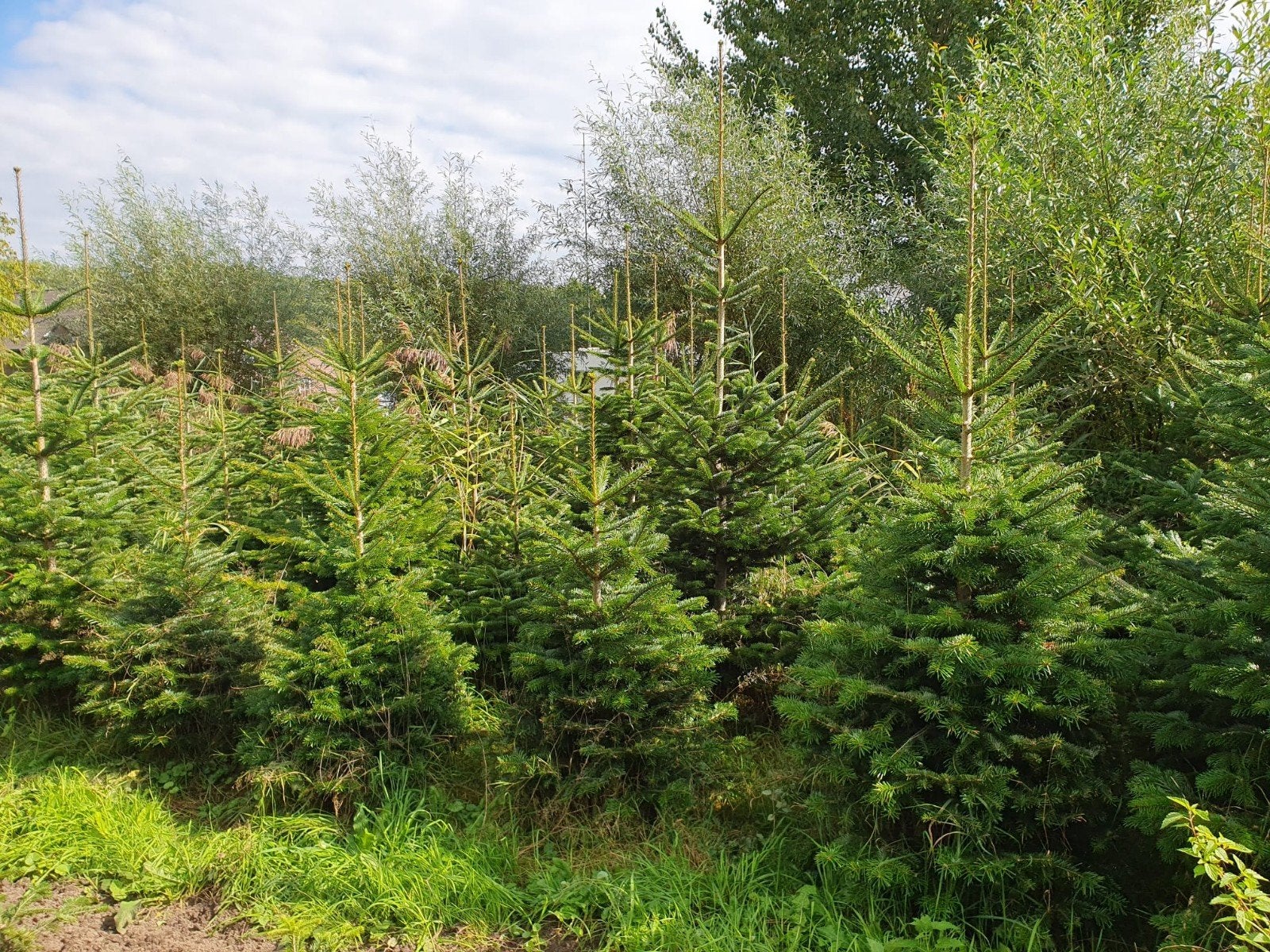 Kerstbomen: Nordmann en Blauwspar te koop, Ophalen, Bloeit niet, Halfschaduw, Overige soorten
