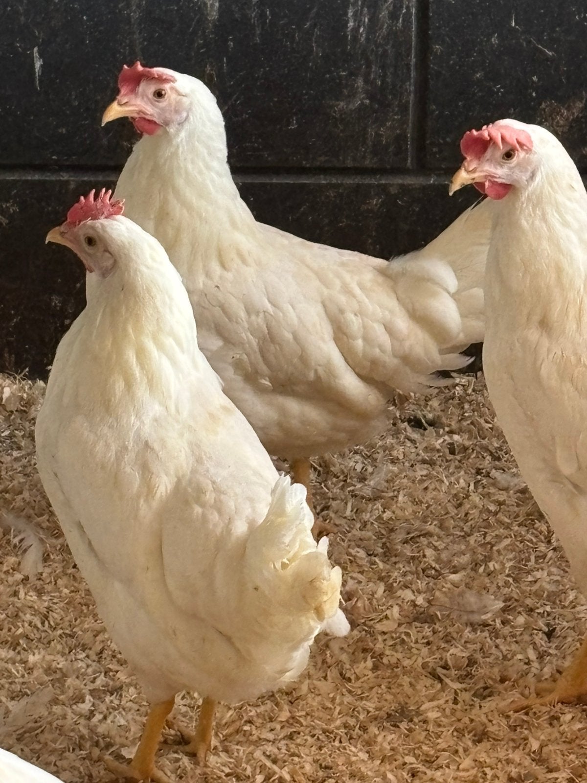 Jonge hennen witte leghorn legkippen 19 weken leghennen, Vrouwelijk, Kip