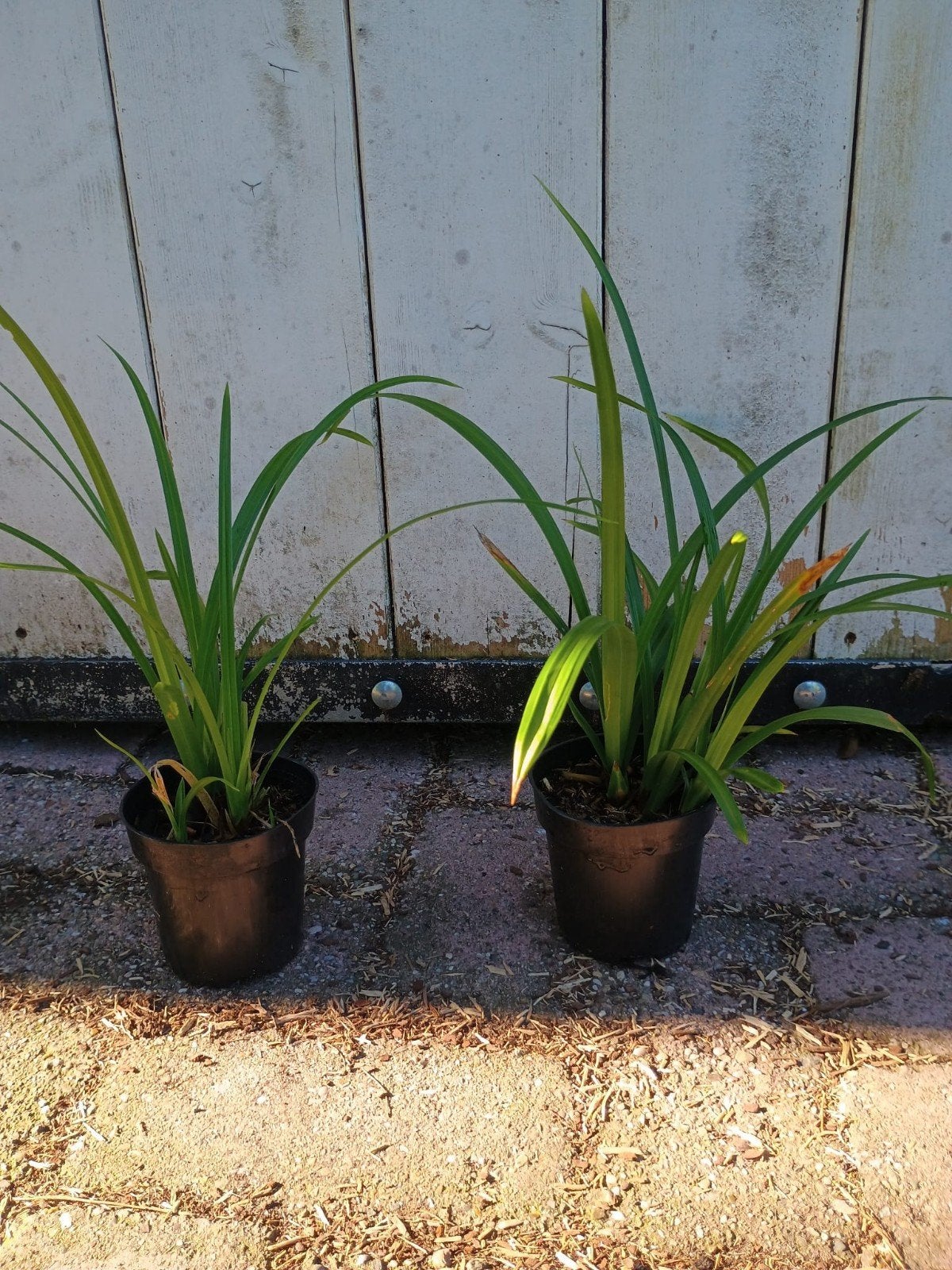 Carex f. Irish green. sterk siergras. P9 planten., Vaste plant, Siergrassen, Ophalen of Verzenden, Halfschaduw