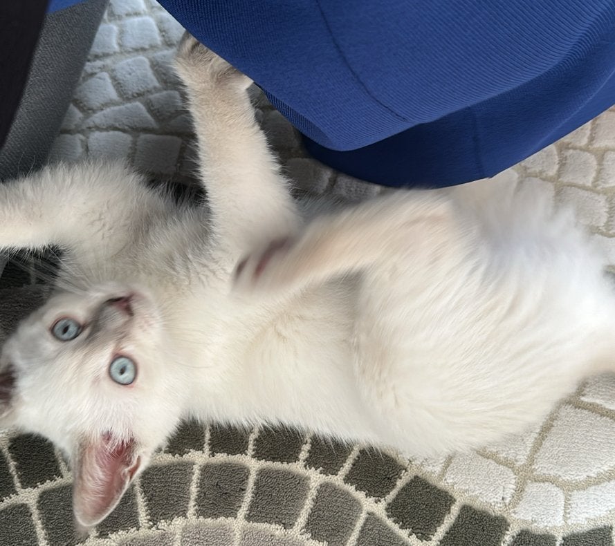 Lieve Ragdoll kitten, Dieren en Toebehoren, Kater, 0 tot 2 jaar