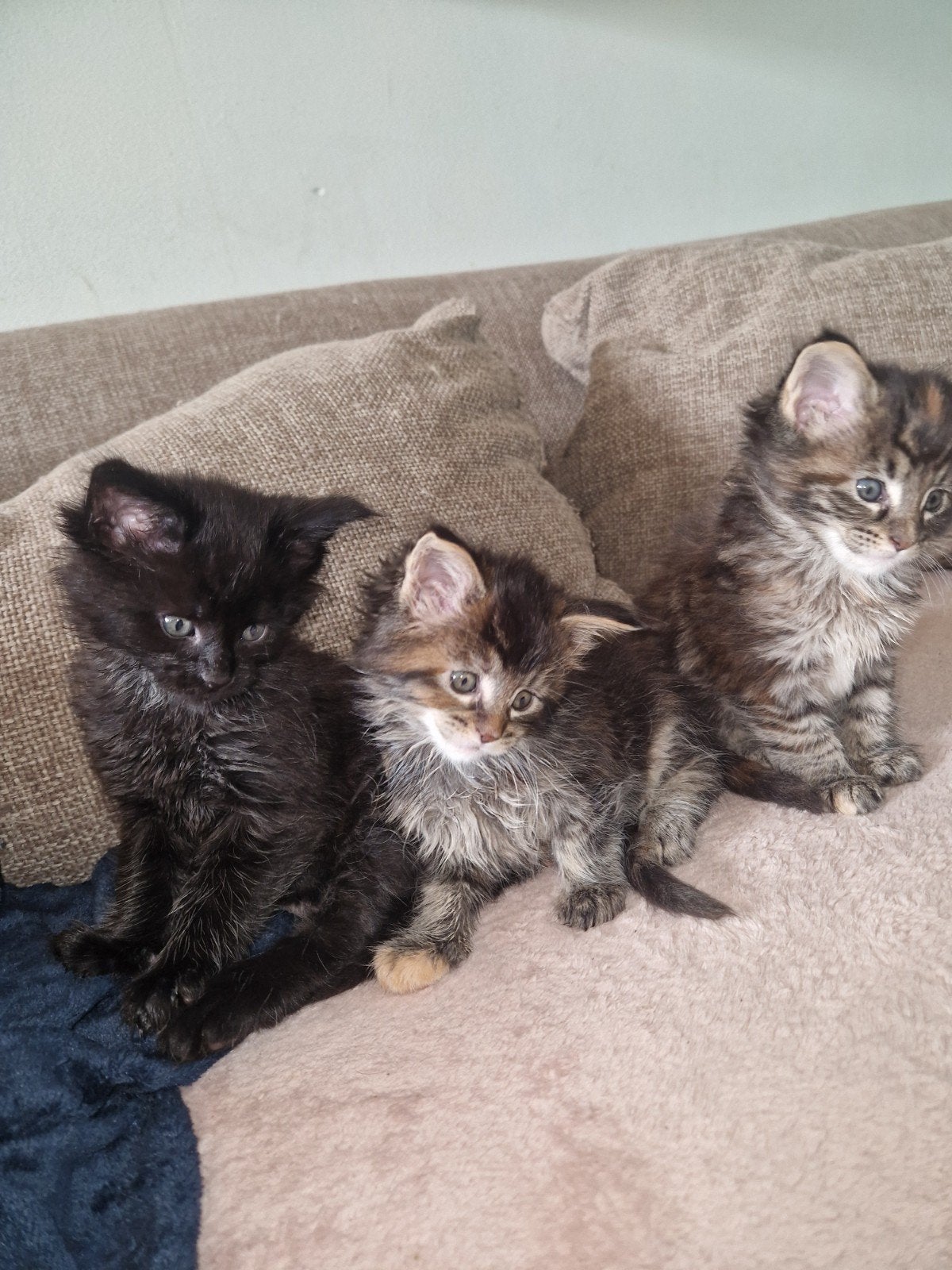 Maine coon black smoke (m), Dieren en Toebehoren, Katten en Kittens | Raskatten | Korthaar, Meerdere dieren, 0 tot 2 jaar