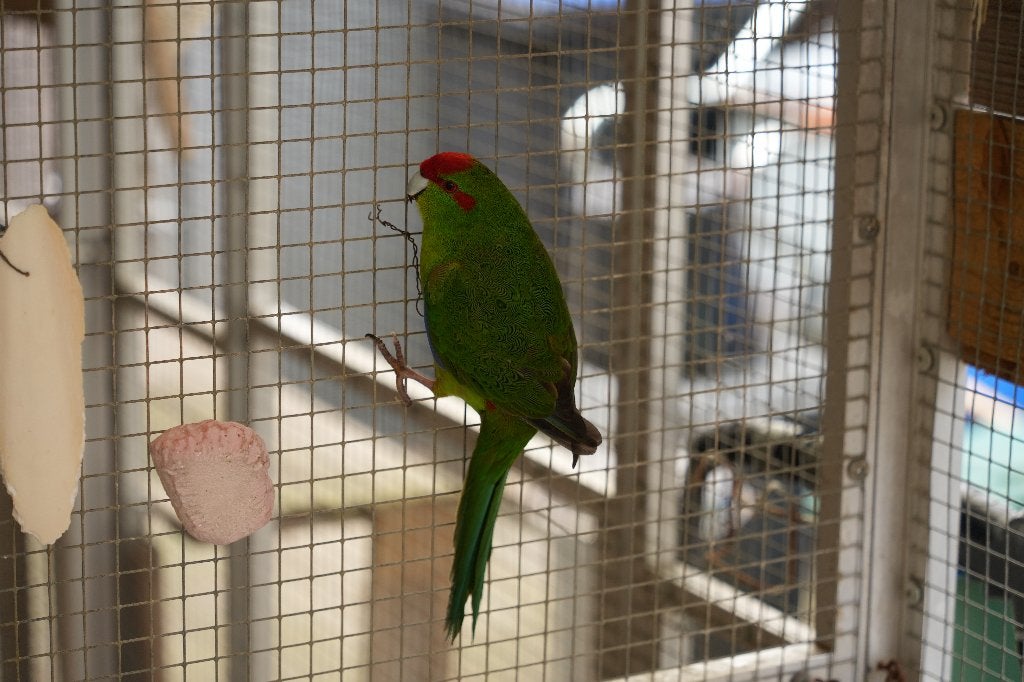 Kakarikie's parkieten te koop., Meerdere dieren, Parkiet, Geringd