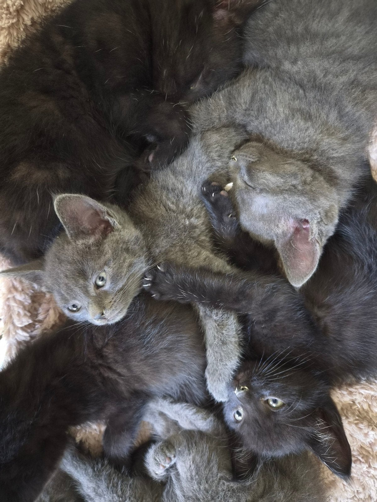Kruising maine coon kittens!, Dieren en Toebehoren, Katten en Kittens | Raskatten | Korthaar, Meerdere dieren, Ontwormd