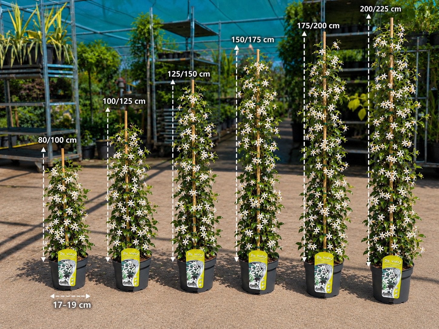 Volle Toscaanse Jasmijn - Geurende Klimplant 20/40—-250/300, Tuin en Terras, Volle zon, Vaste plant, Ophalen of Verzenden, Klimplanten